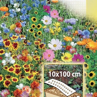 Rainbow Border - сортовая смесь однолетних цветов для коробок и кантов, мат 10 х 100 см - 