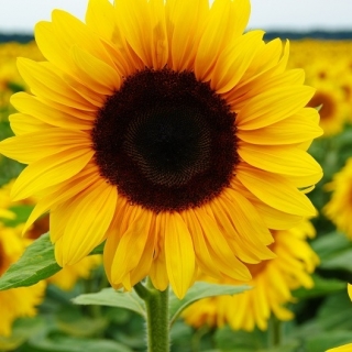 Sunflower "Sonja"