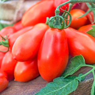 Tomato "Big Mama F1" - tall, greenhouse variety
