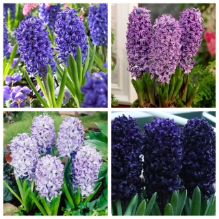 Hyacinth - Ungu dan ungu set - 28 pcs - 