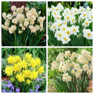 A költő nárcisz - négy fajtából áll - 60 db.; költő nárciszja, nargis, fácánszeme, lila virág, rózsaszínű liliom