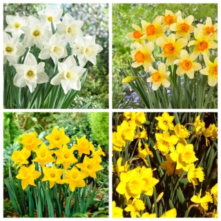 Trumpet daffodil – Variety  selection – 60 pcs