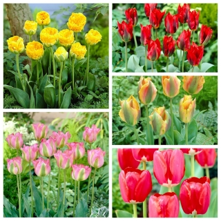 Green tulip – Selection of extraordinary varieties – 50 pcs