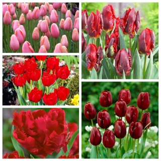 Tulip pentru flori tăiate - Selecție de soiuri în nuanțe de roșu și roz - 50 buc - 