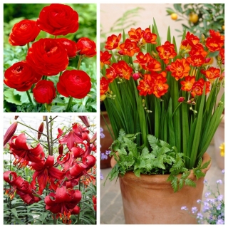 Červené uspořádání - výběr ze 3 druhů rostlin - 54 ks - 