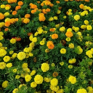 Marigold Meksiko, lemon kuning dan oranye - satu set benih dari dua varietas -  - biji