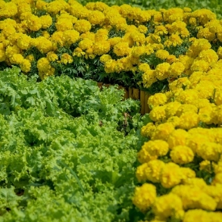 Marigold + meşe yapraklı marul - iki tür tohumdan oluşan bir set -  - tohumlar