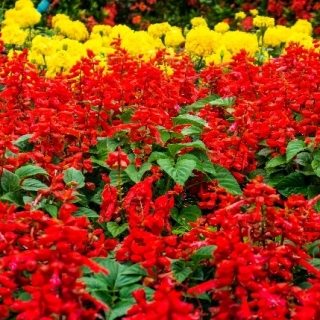 Kırmızı kızıl adaçayı + büyük çiçekli Fransız kadife çiçeği - iki bitki türünün tohumlarından oluşan bir dizi - 