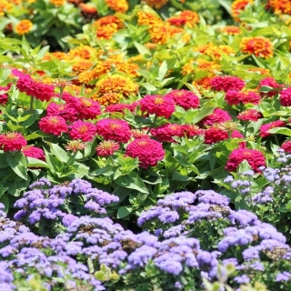 Flossflower, zinnia de jardín y zinnia persa - semillas de 3 variedades de plantas con flores - 