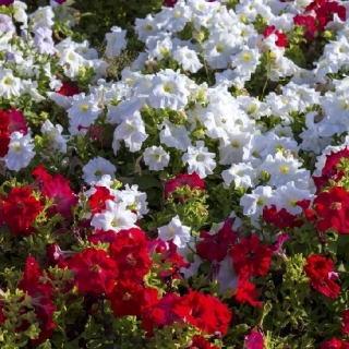 Rød og hvit storblomstret petunia - frø av 2 blomstrende planters varianter - 