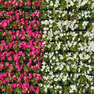 Ροζ και λευκά μεγάλα άνθη πετούνια - σπόροι από 2 ποικιλίες ανθισμένων φυτών - 