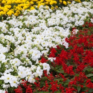Scarlet šalavijas, didelių gėlių Petunija ir medetkų - 3 žydinčių augalų rūšių sėklos - 