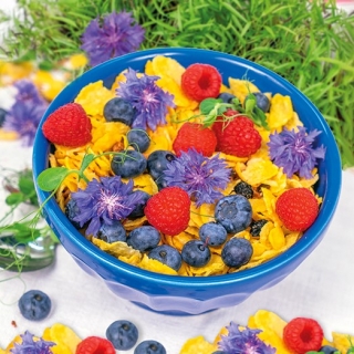 Valgomosios gėlės - mėlynos spalvos kukurūzai; bakalauro mygtukas - sėklos