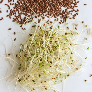 BIO Sprouting seeds - Laneno - certificirano organsko sjeme; laneno sjeme -  Linum usatatissmum - sjemenke