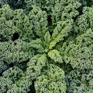 BIO Kale "Westlandse Herfst" - benih organik yang disahkan - 