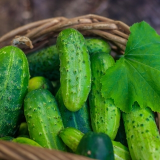 Field cucumber "Ares" - medium late variety