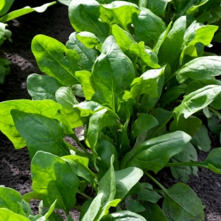Bayam "Parys F1" - Spinacia oleracea L. - benih