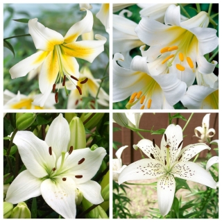 Albatros – set of 4 lily varieties - 12 pcs.