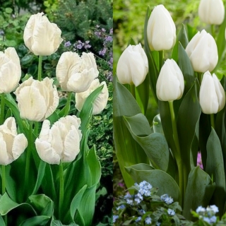 Artik Fox - set 2 jenis tulip putih - 40 pcs. - 