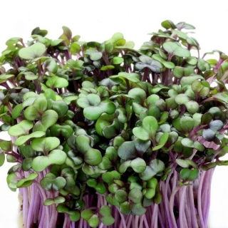 BIO - červené zelí klíčící semena - certifikovaná bio semena - 2700 semen - Brassica oleracea,convar. capitata,var. rubra.