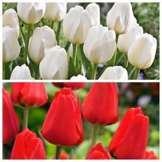 Bandiera polacca - set di 2 varietà di tulipani - 40 pezzi - 