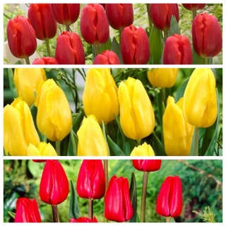 Bandera española - conjunto de 3 variedades de tulipanes 70 piezas - 