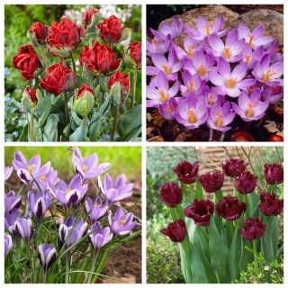 Ilusion - bộ tulip và hoa thủy tiên - 60 chiếc. - 