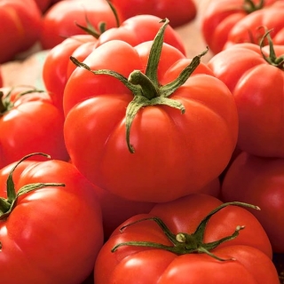 الطماطم الحقل القزم "Jutrosz" - مجموعة متنوعة في وقت مبكر جدا ، مثالية للعصير -  Lycopersicon esculentum - Jutrosz - ابذرة