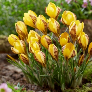 Crocus „Early Gold“ - 10 vnt.