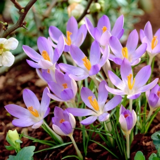 Crocus Lilac Beauty - 10 piezas