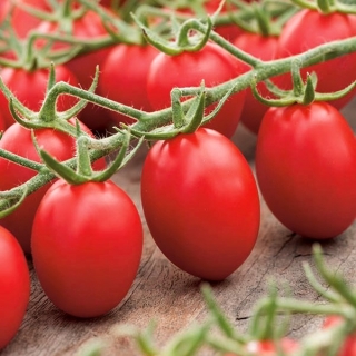 ドワーフ畑のトマト「ランバート」 - ピューレのために推奨される中初期、非常に生産的な品種 -  Lycopersicon esculentum - Lambert - シーズ