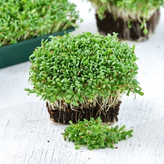 Microgreens - Alfalfa - young leaves with exceptional taste