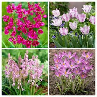 Magic pink - set of 4 plant species - 110 pcs.