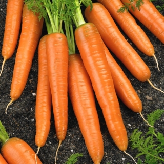 Морковь - First Harvest - 50 г - 42500 семена - Daucus carota ssp. sativus