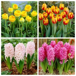Havebilleder - tulipan og hyacint sæt - 32 stk.