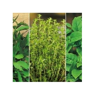 Herbs for Fitness seeds – 3 in 1