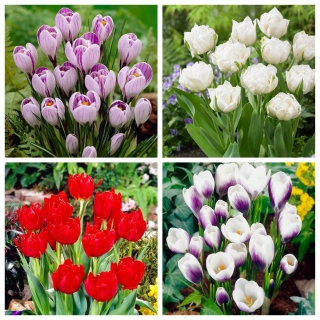 Primavera - tulipan og påskeliljesæt - 60 stk.