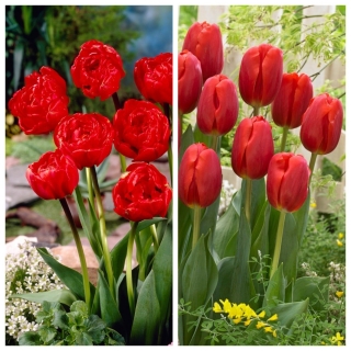 Vino tinto - conjunto de 2 variedades de tulipanes - 60 piezas