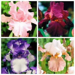 Secret Garden - set di 4 varietà di iris - 16 pezzi