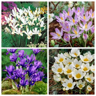 Spring Show - set iris dan crocus - 80 pcs. - 