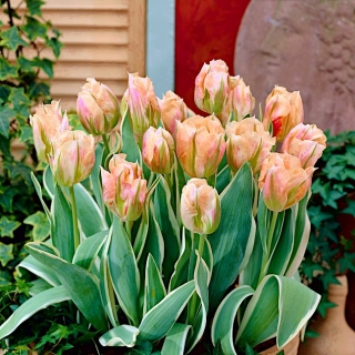 Hoa tulip "China Town" - gói 5 chiếc - 