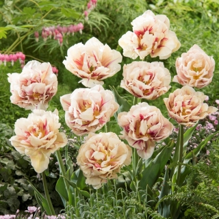 Tulipa dupla "Margarita Flamejante" - 5 un. Pacote - 