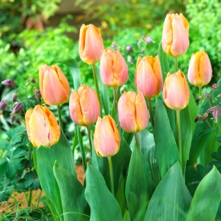 Tulip lososov princ - 5 kosov paket - 