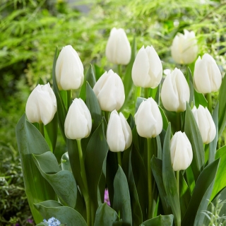 Tulip White Prince - Confezione da 5 pezzi