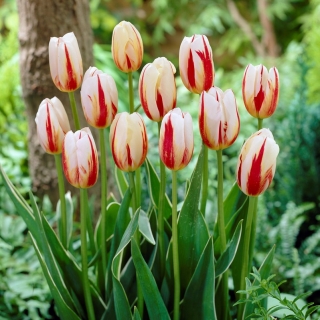 Hoa tulip "Rio Carnival" - gói 5 chiếc - 