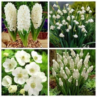 Spring Harmony - set of 4 plant species - 99 pcs.