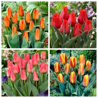 Greigs tulipaner - sett med 4 varianter - 40 stk.