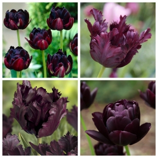 Black Horse - set de 2 variétés de tulipes - 40 pcs.