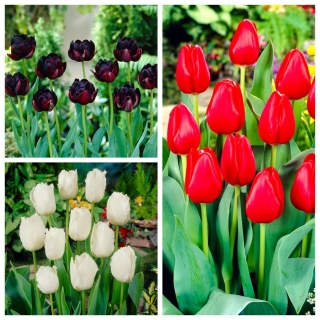 Blackjack - set 3 jenis tulip - 30 buah. - 