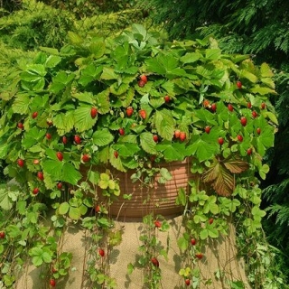 जंगली स्ट्रॉबेरी अटीला के बीज - फ्रैगरिया वेस्का - 330 बीज - 